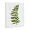 Stupell Industries Curved Fern Branch Canvas By Carol Robinson